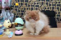 WhatsApp-Image-2026-01-02-at-5.05.15-PM-1