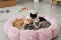 WhatsApp-Image-2026-01-02-at-5.05.17-PM