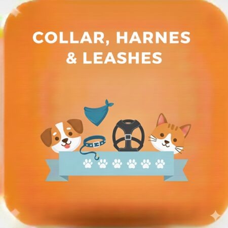 Collar, Harness and Leashes